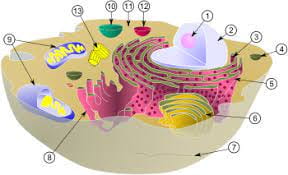 Ցիտոպլազմա, բջջի հիմնական օրգանոիդները — Ասյա Բանդուրյան